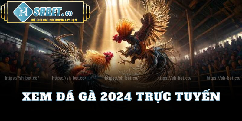 Xem Đá Gà 2024 Trực Tuyến